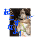 徳島 南方言葉 （デカ文字）トイプークム2（個別スタンプ：7）