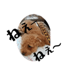 徳島 南方言葉 （デカ文字）トイプークム2（個別スタンプ：12）