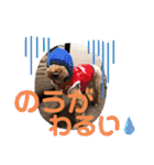 徳島 南方言葉 （デカ文字）トイプークム2（個別スタンプ：22）