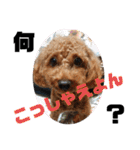 徳島 南方言葉 （デカ文字）トイプークム2（個別スタンプ：37）