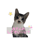 キジ白シャムMIX うにまろの生活2（個別スタンプ：1）