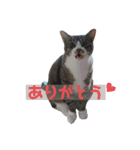 キジ白シャムMIX うにまろの生活2（個別スタンプ：2）