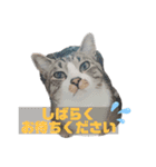 キジ白シャムMIX うにまろの生活2（個別スタンプ：6）