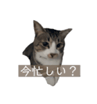 キジ白シャムMIX うにまろの生活2（個別スタンプ：9）