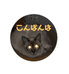 キジ白シャムMIX うにまろの生活2（個別スタンプ：10）