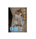 akisスタンプ（個別スタンプ：24）