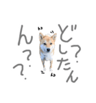柴犬？狂犬？パルのスタンプ2（個別スタンプ：1）