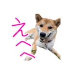 柴犬？狂犬？パルのスタンプ2（個別スタンプ：2）
