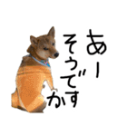 柴犬？狂犬？パルのスタンプ2（個別スタンプ：3）