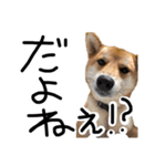 柴犬？狂犬？パルのスタンプ2（個別スタンプ：4）