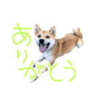 柴犬？狂犬？パルのスタンプ2（個別スタンプ：5）