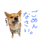 柴犬？狂犬？パルのスタンプ2（個別スタンプ：6）