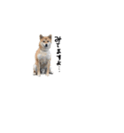柴犬？狂犬？パルのスタンプ2（個別スタンプ：7）