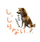 柴犬？狂犬？パルのスタンプ2（個別スタンプ：8）