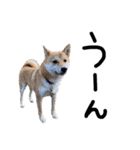 柴犬？狂犬？パルのスタンプ2（個別スタンプ：9）