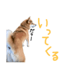 柴犬？狂犬？パルのスタンプ2（個別スタンプ：11）