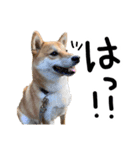 柴犬？狂犬？パルのスタンプ2（個別スタンプ：12）