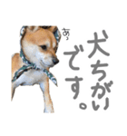 柴犬？狂犬？パルのスタンプ2（個別スタンプ：13）