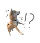 柴犬？狂犬？パルのスタンプ2（個別スタンプ：14）