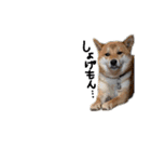 柴犬？狂犬？パルのスタンプ2（個別スタンプ：15）