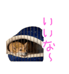 柴犬？狂犬？パルのスタンプ2（個別スタンプ：16）
