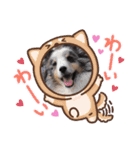 コリーシェルティで行ってみよ〜❤（個別スタンプ：1）