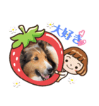 コリーシェルティで行ってみよ〜❤（個別スタンプ：4）