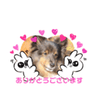 コリーシェルティで行ってみよ〜❤（個別スタンプ：9）