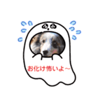 コリーシェルティで行ってみよ〜❤（個別スタンプ：13）