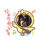 コリーシェルティで行ってみよ〜❤（個別スタンプ：16）