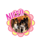 コリーシェルティで行ってみよ〜❤（個別スタンプ：17）
