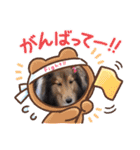 コリーシェルティで行ってみよ〜❤（個別スタンプ：18）