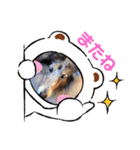 コリーシェルティで行ってみよ〜❤（個別スタンプ：23）