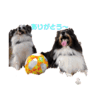 コリーシェルティで行ってみよ〜❤（個別スタンプ：27）