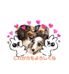 コリーシェルティで行ってみよ〜❤（個別スタンプ：31）