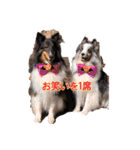コリーシェルティで行ってみよ〜❤（個別スタンプ：34）