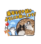 コリーシェルティで行ってみよ〜❤（個別スタンプ：36）