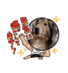 コリーシェルティで行ってみよ〜❤（個別スタンプ：37）