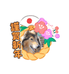 コリーシェルティで行ってみよ〜❤（個別スタンプ：38）