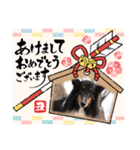 コリーシェルティで行ってみよ〜❤（個別スタンプ：40）