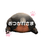 ミニピンaceの日常 3（個別スタンプ：5）