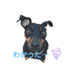ミニピンaceの日常 3（個別スタンプ：7）