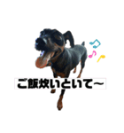 ミニピンaceの日常 3（個別スタンプ：10）