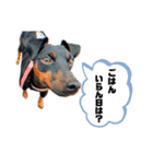ミニピンaceの日常 3（個別スタンプ：11）