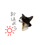 しばさき猫ちゃんず（個別スタンプ：1）