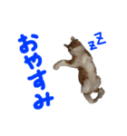 しばさき猫ちゃんず（個別スタンプ：2）