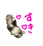 しばさき猫ちゃんず（個別スタンプ：3）