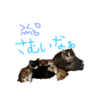 しばさき猫ちゃんず（個別スタンプ：5）