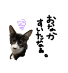 しばさき猫ちゃんず（個別スタンプ：6）