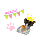 しばさき猫ちゃんず（個別スタンプ：7）